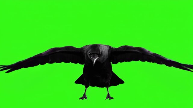 A graceful crow descending and landing softly, isolated on a green screen graceful crow, natural, wildlife