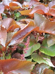 A top view macro shot of colorful ornamental plant leaves covered in morning dew or raindrops highlighting natural texture and moisture