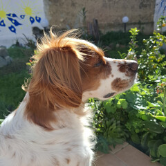 Spaniel breton