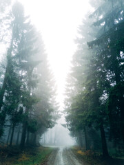 Obraz premium Mystical Foggy Forest in November, Atmospheric Woodland Landscape with Dense Mist in Natural Autumn Light