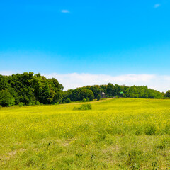 Fototapeta premium Scenic rural landscape with a vibrant yellow wildflower meadow.