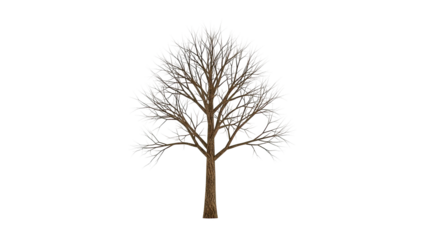 Leafless Tree on transparent background