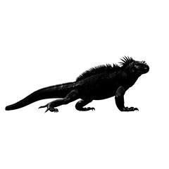 Obraz premium Black iguana standing on transparent background with spiky back and long tail