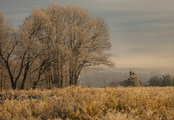 Zimowy zach&oacute;d słońca, szadź, mr&oacute;z, przymrozek, tapeta.