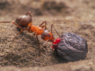 Auf der Makroaufnahme ist zu sehen, wie eine Waldameise (Formica) an einer Blaubeere frisst.