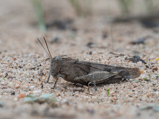Zu sehen ist eine detailreiche seitliche Nahaufnahme einer Blaufl&uuml;geligen &Ouml;dlandschrecke (Oedipoda caerulescens), die auf einem sandigem Untergrund sitzt.