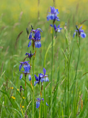 Eine Wiese, auf der eine Gruppe von blühenden Sibirischen Schwertlilien (Iris sibirica) zu sehen ist. © goldi59