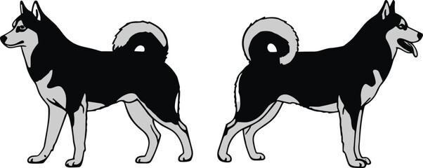 Husky dog standing side view illustration in black and white vector style showing front and back poses © CreativeStorage