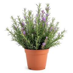 rosemary plants on white background