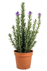 rosemary plants on white background