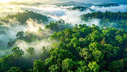 Misty rainforest canopy at sunrise with lush green trees and soft morning light, creating a serene natural landscape