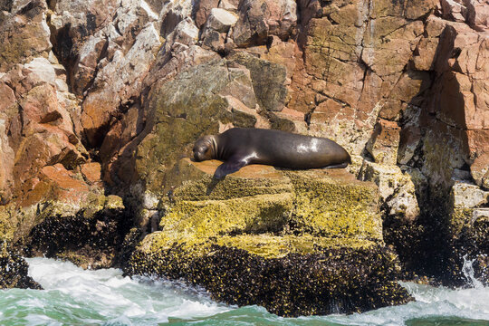 Wild sea lions at Ballestas Island, Paracas - Pisco, Ica, Peru