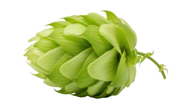Fresh green hop cone isolated PNG on transparent background, ingredient for beer brewing and herbal medicine