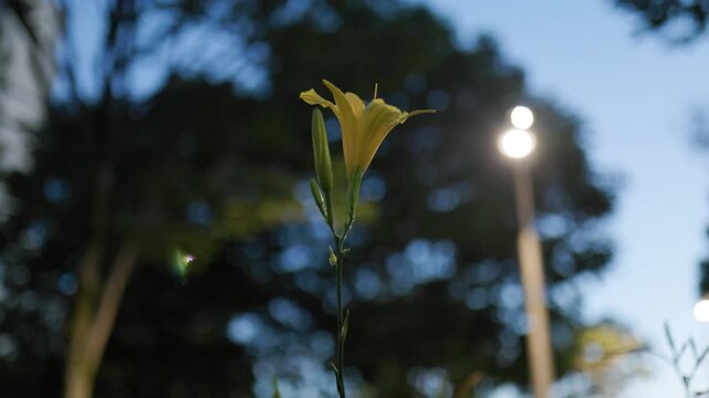 Yellow Hemerocallis Flower Blooming at Dusk with City Lights Bokeh 4K 60fps