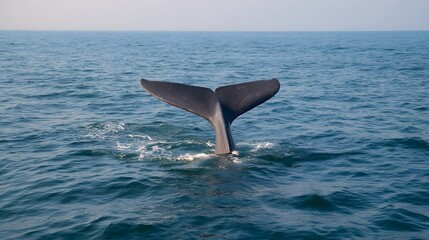 Fototapeta premium The massive tail fluke of a whale surfaces and dives into the deep blue ocean creating ripples on the water s surface
