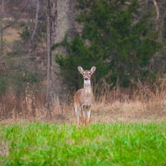 deer in the woods