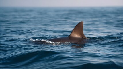 Fototapeta premium A shark s dorsal fin cuts through the tranquil blue ocean surface