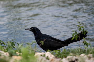 Fototapeta premium Male great-tailed grackle foraging next to water
