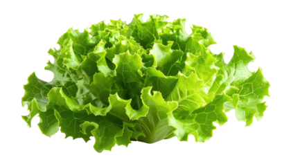 Lush, vibrant green lettuce head isolated on black background