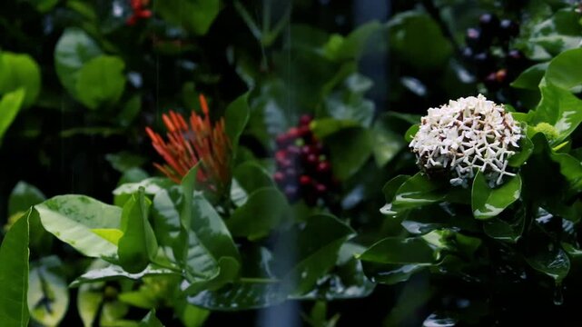Rain falling on white ixora flowers and green leaves in a dark moody garden with bokeh background