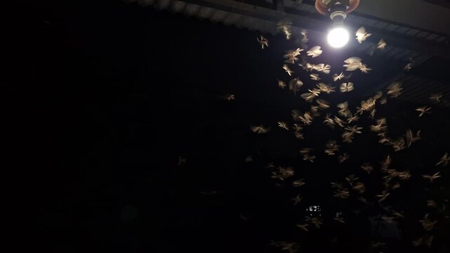 hundreds of termites scattered under the lights at night