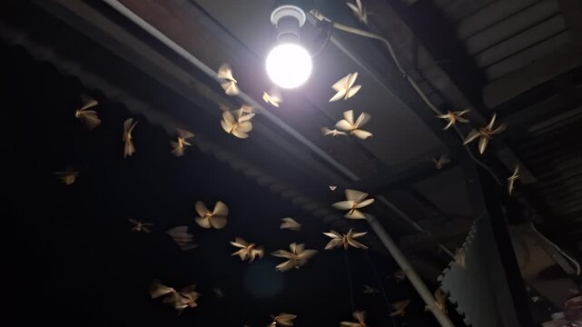 hundreds of termites scattered under the lights at night