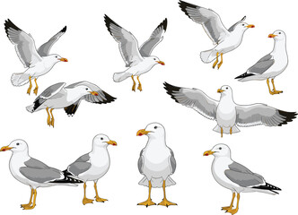 Set of seagull vector illustrations showing various poses including flying with open wings, standing, and coastal birds isolated for marine nautical design and summer beach themes. © Sujon Shah