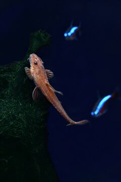 Zbrojnik czerwony (Loricaria red) na korzeniu, w tle dwa neony czerwone