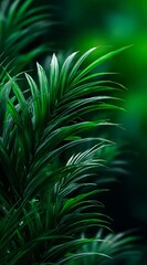 Close up of a green leafy plant with a dark background. Concept of tranquility and calmness
