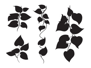 A gorgeous set of four stunning black ivy leaf vector illustrations