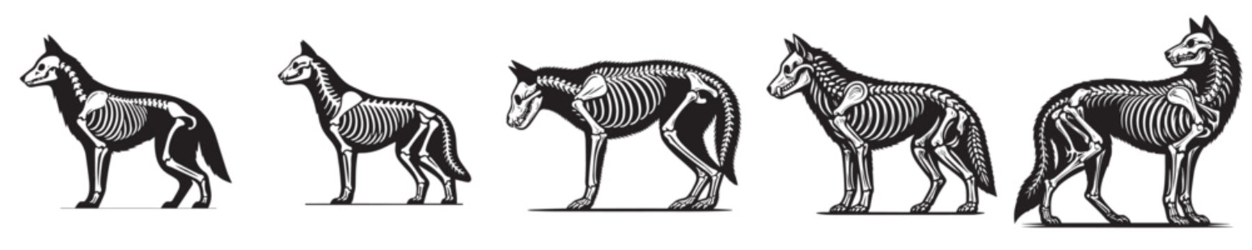vector set of wolf bone skeleton silhouettes