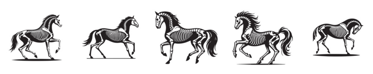 vector set of horse bone skeletons