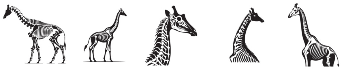 Obraz premium a set of vector silhouettes of giraffe skeletons