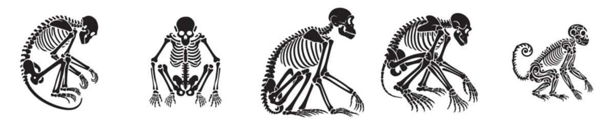 vector set of monkey bones skeleton silhouettes