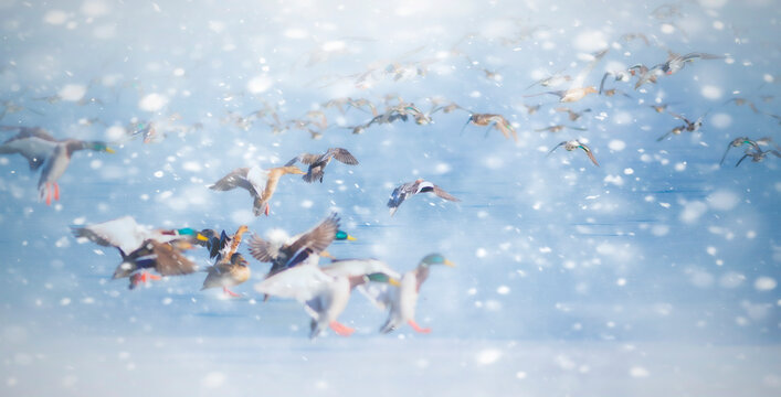 Ducks photographed in the snow. Wildlife and winter scenery. Natural background.
