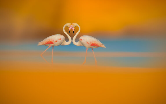 The love of flamingos. Nature background with warm colors. Birds: Greater Flamingo. (Phoenicopterus roseus).