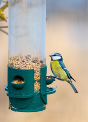 Close-up of a Eurasian blue tit (Cyanistes caeruleus) perched on a seed feeder. Great image illustrating wildlife and birdwatching activities. Czech Republic wildlife bird watching.