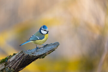 The Eurasian Blue Tit (Cyanistes caeruleus) perches delicately on a mossy branch. The location shows a background of out-of-focus golden autumn leaves in soft. Czech Republic wildlife bird watching.