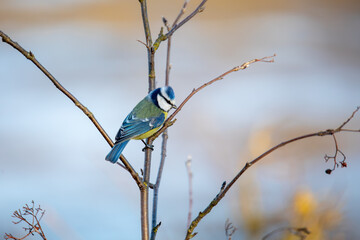 Eurasian Blue Tit (Cyanistes caeruleus) perches gracefully on a slender branch in Europe. The blue cap and yellow breast contrast with the blurred background. Czech Republic wildlife bird watching.