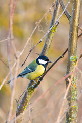 A close-up shot features a beautiful Great Tit (Parus major) perched on a mossy branch in its natural habitat in Europe. Czech Republic wildlife bird watching.