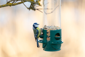 A cute Great Tit (Parus major) perches on a feeder. This closeup shot was taken outdoors. The bird is eating seeds from the green feeder in this location. Czech Republic wildlife bird watching. © ArtushFoto