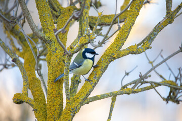 A close-up shot features a beautiful Great Tit (Parus major) perched on a mossy branch in its natural habitat in Europe. Czech Republic wildlife bird watching.