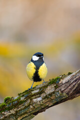 A close-up shot features a beautiful Great Tit (Parus major) perched on a mossy branch in its natural habitat in Europe. Czech Republic wildlife bird watching.