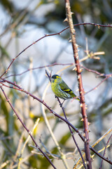 Eurasian Siskin (Spinus spinus) is perched on a thorny branch in its natural habitat. This vibrant finch is captured in its natural environment. Czech Republic wildlife bird watching.