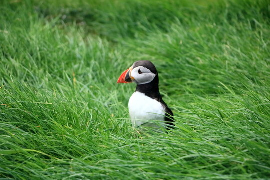 sitting puffin at the Faroe Islands, Mykines, Denmark, Europe
