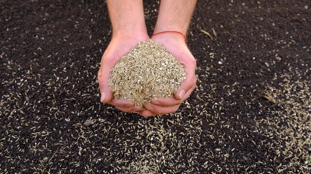 Seeding lawn grass in the garden. Selective focus.