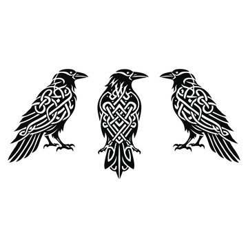Three ravens celtic style illustration with traditional ornaments for t shirt print posters tattoo and backgrounds vector exactly 180 letters