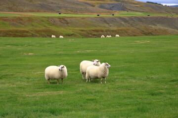 Fototapeta premium Icelandic sheeps on a meadow