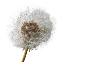 Dandelion seed head with white fluff and pappus on a transparent background, symbolizing fragility, wish, growth, and nature