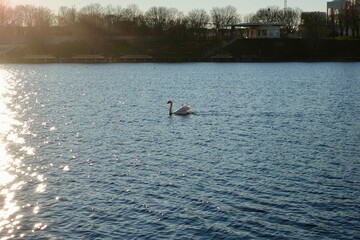 Obraz premium きらめきと白鳥